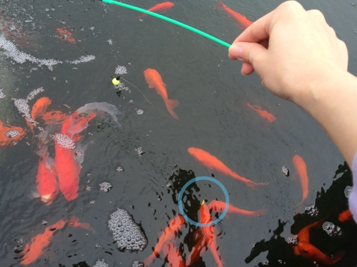 成田養魚園 子どもも楽しい 鯉や金魚がたくさんいます 子育て応援特集 まいぷれ 高岡市 成田養魚園 子どもも楽しい 鯉や金魚がたくさんいます 子育て応援特集 まいぷれ 高岡市