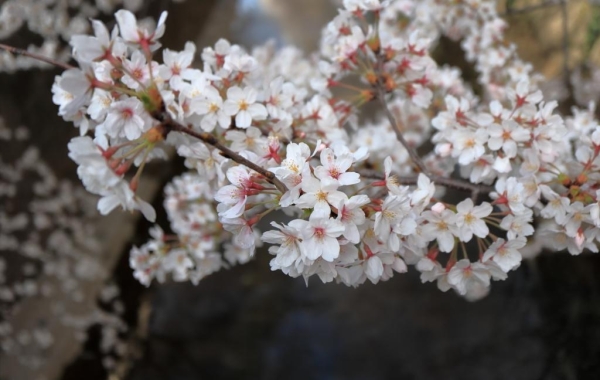 桜・さくら・サクラ！　新宿区のお花見スポットを紹介！！