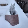 金刀比羅社前のうさぎ「雪化粧の出雲大社参拝！寒さも忘れさせてくれる出雲大社の美しさ♪」