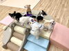 みんな仲良し♡「ましゅまろ幼稚園🐾＆新入園児さん♡」