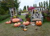 ハロウィンのイベント「10月23日（木）今日は二十四節気の一つ「霜降」です。」
