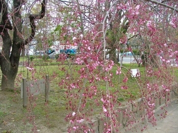 市役所前の枝垂桜です。