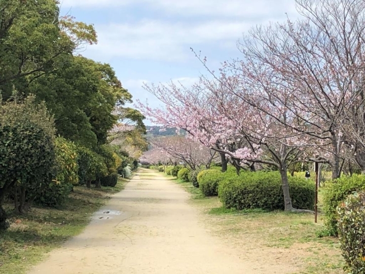 河西公園2 ー桜の季節 桜並木とたくさんの遊具が楽しめる公園ー まいぷれママの子育てあのねっと まいぷれ 和歌山市