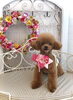 あずきくん　指名スタイリスト／ＭＩＫＡ「わんこと秋桜　🐾」
