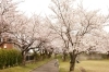 今宮公園 長岡の桜 お花見スポット情報 まいぷれ 長岡市