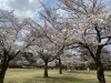 悠久山公園 長岡の桜 お花見スポット情報 まいぷれ 長岡市