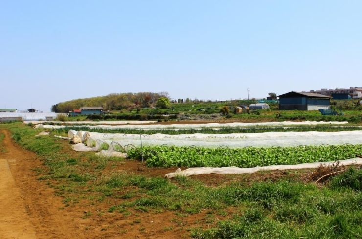 300haの農地で露地・ハウスにて年間で約100種類の野菜を栽培されています。
