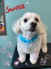 「可愛い子ちゃん♡ Dog salon mofu mofu 余市町」