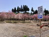 「これから見頃の桜を発見！守門、入広瀬方面はこれから見頃のところもたくさんです。」