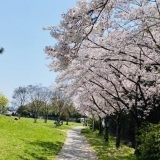 国宝鶴林寺の隣にある「鶴林寺公園」の桜が今年も咲き誇っておりました♪