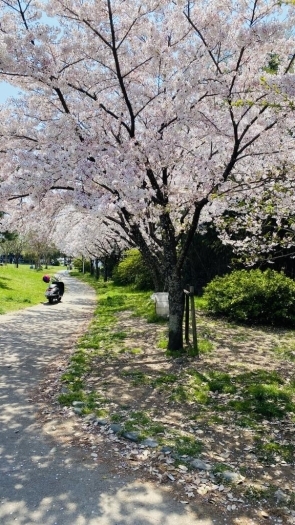 【公園桜2】