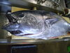 「境港産　本マグロ再入荷」