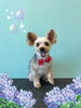 「Dog salon mofu mofu　余市町」