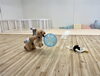 このボール咥えられるかしら…？by１３歳の桃です「ましゅまろ幼稚園🐾」