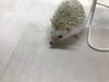 「ハリネズミ元気にお散歩」