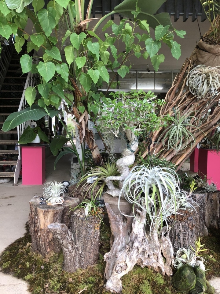 植物好きなら誰もが知る 植木の老舗卸問屋 花宇宙 さん かわいいなさんの空中散歩 まいぷれ 川西 猪名川 植物好きなら誰もが知る 植木の老舗卸問屋 花宇宙 さん かわいいなさんの空中散歩 まいぷれ 川西 猪名川