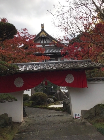 「新居浜市　慈眼寺の紅葉祭りは12月1日まで。」