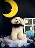 あずきちゃん「お月さまとわんこ🌛＆１０月のサロン空き状況」