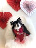 あずきちゃん　シニアさん「Happy Valentine ♡」
