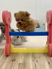 くまくんジャンプ💨　なぜか？他の子も走る💨😄「ましゅまろ幼稚園🐶」