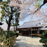 桜に彩られた「光念寺」を散策してまいりました～♪