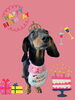 「Dog salon mofu mofu　余市町」
