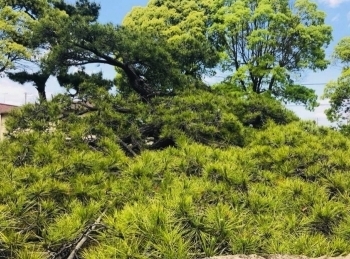 【手枕の松（住吉神社）】