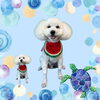 「Dog salon mofu mofu　余市町」