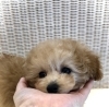 月ちゃん「ご家族決まりました　♪( ´θ｀)」