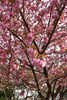 「桜開花状況」