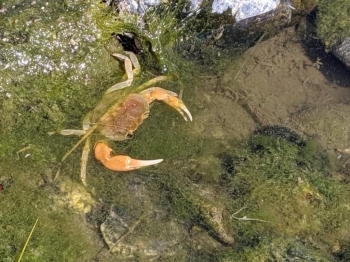 掃除をしていると、カニさんもひょっこり