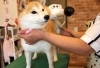 ペットサロン こぶたのおうち ペット まいぷれ 八千代市