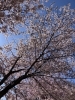 「桜が見頃です  【石狩のパン屋 こむぎっこ】」