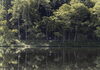 「あやめ公園池【木祖村こだまの森】」