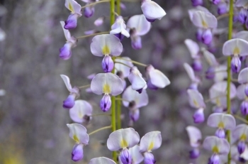 紫の花に癒されます