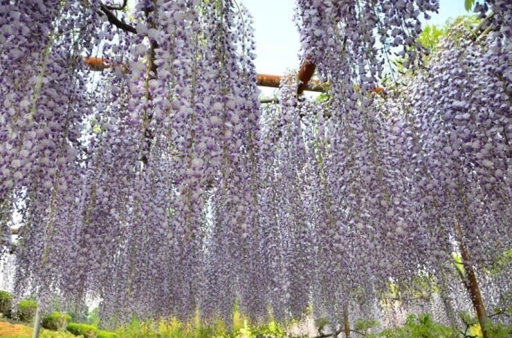 見事な藤の花