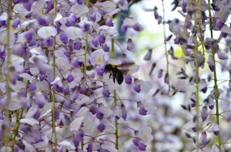 クマバチが蜜と花粉を一生懸命集めていました