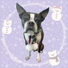 「Dog salon mofu mofu　余市町」