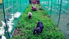 「近況報告【静岡県で青空飼育の養鶏場と言えば悠々ファームへ】」