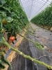 今年もおいしい野菜です!「絶賛発売中\(^^)/大原野のおいしい初夏のお野菜と冷奴セットHP にて販売中(^-^)/《西京区 大原野 おいしい野菜 豆腐セット》」