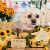 ミックス　カット「⭐️7月の営業日⭐️🎋NEW写真ブース🎋」