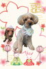 「Dog salon mofu mofu　余市町」