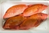 「魚魚市場鮮魚コーナーおすすめは「スマ(ヤイトカツオ)・オジサン・オオアジ」です♪」