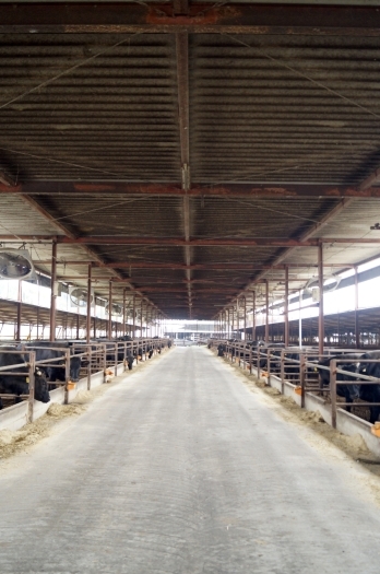 清潔で広く明るい牛舎。
ストレスフリーで健康な牛を。「有田牧畜食肉加工センター・有田さんちのお肉やさん」