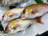 「魚魚市場鮮魚コーナーおすすめは「サゴシ・ヤイト」です♪」