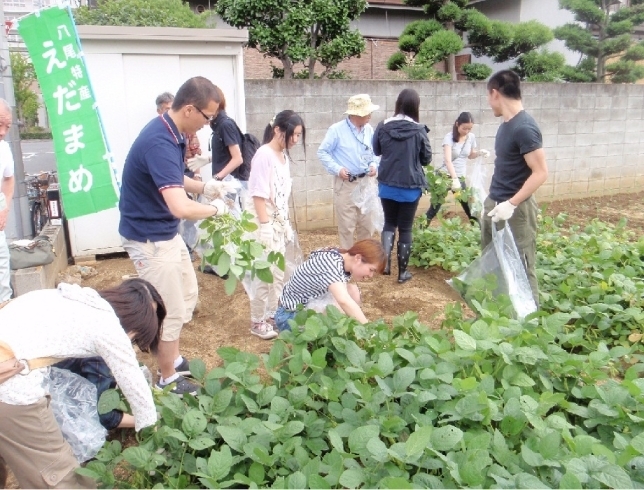 「八尾えだまめフェスタ2013」