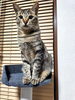 「猫の日🐱　　買取のべおか　高価買取」