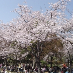 里見公園｜市川市