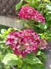 紫陽花咲きました🥹✨「こんにちは😊こはる日和です♪静岡市駿河区の小型犬専門ペットサロン＆ホテル｜愛犬リラックス、ストレスフリーな預かり【日帰りも可】」