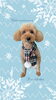 「Dog salon mofu mofu　余市町」